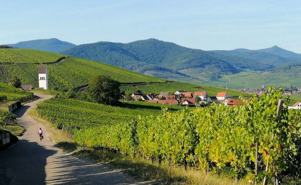 alsace bike vineyards