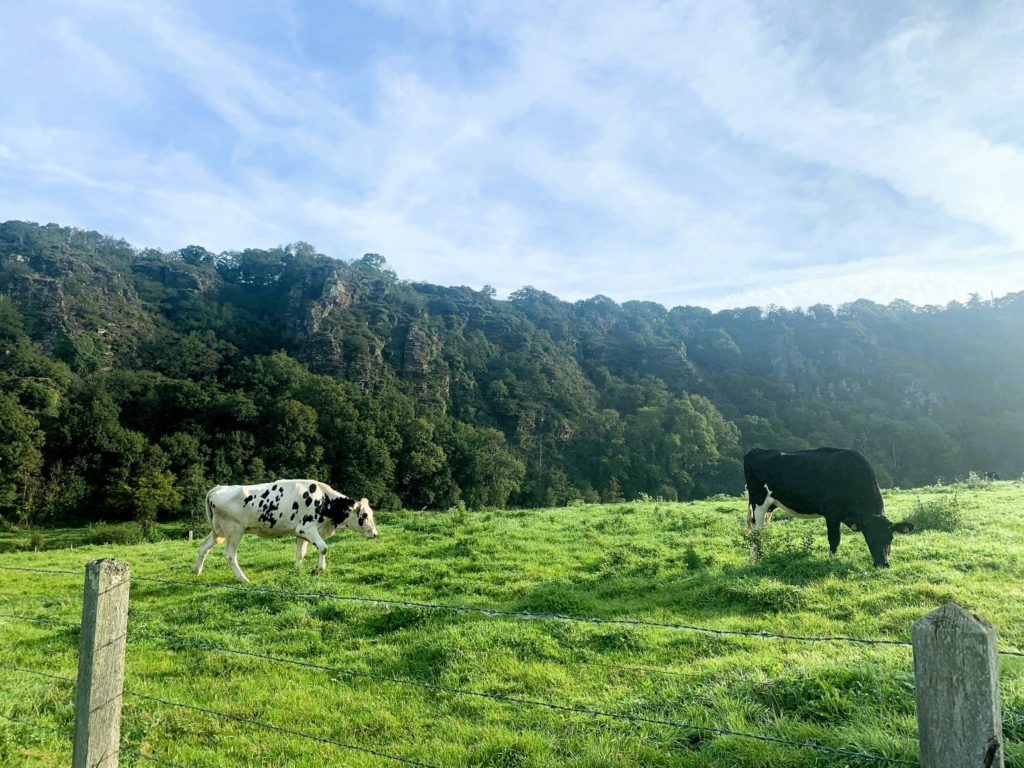 2 vaches dans un champs en Normandie