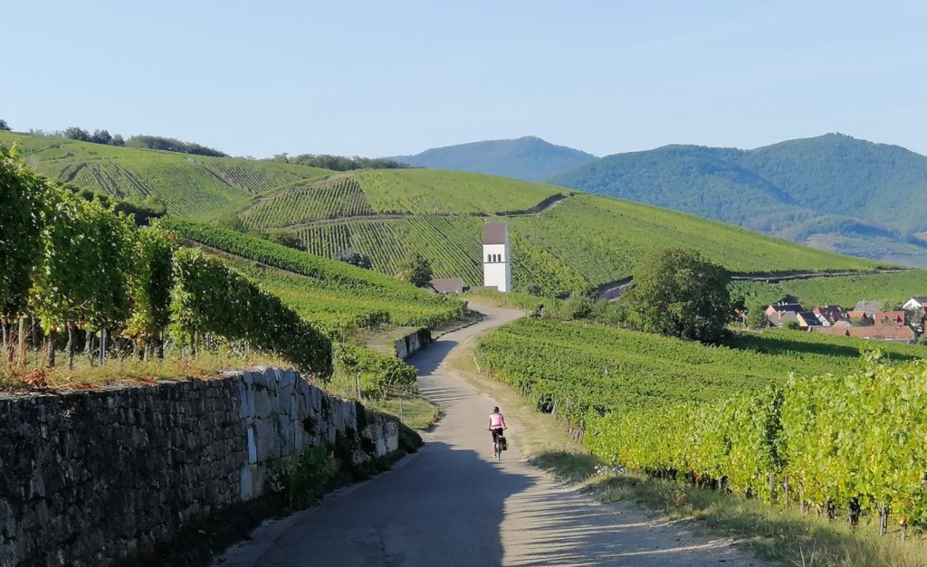 Vue sur les vignobles d'Alsace avec cycliste au milieu