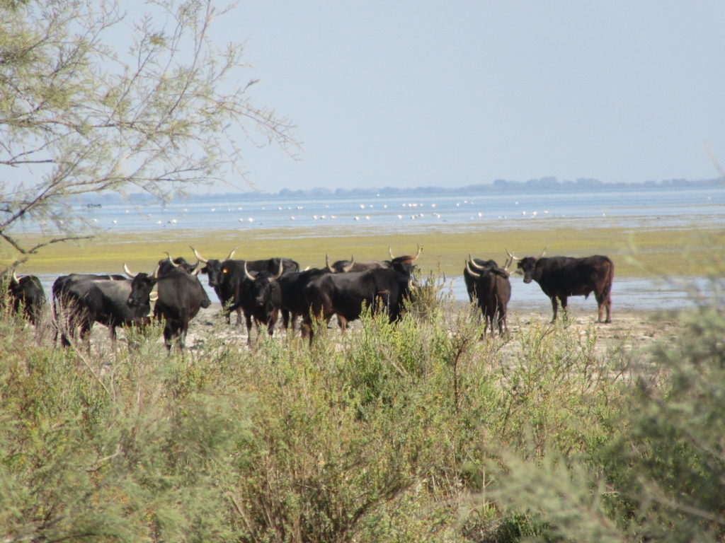 tauraux en Camargue