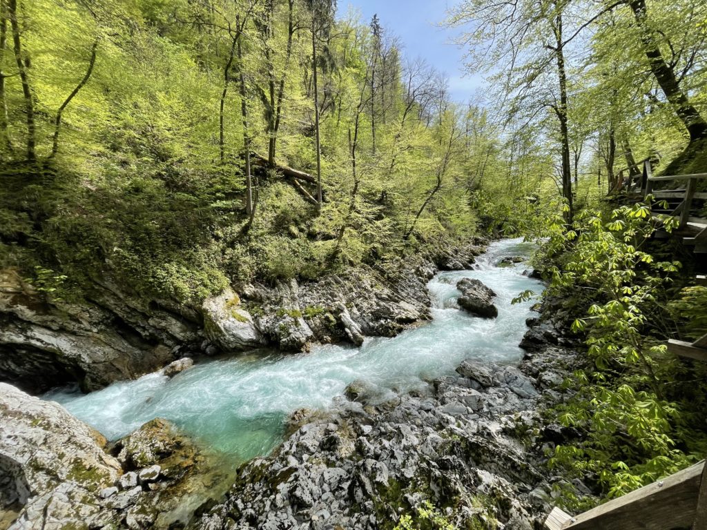 rivière à torrent au milieu de gorges entourées de forêt 