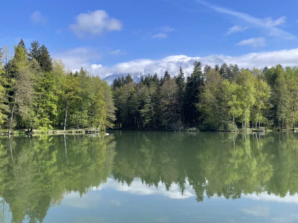 vue lac bordé d'un forêt et en fond les montagnes enneigées 